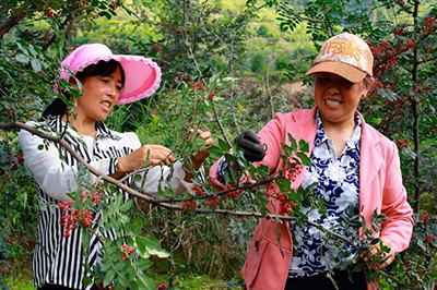 2019武都花椒產(chǎn)銷對接(電商)洽談會在階州廣場隆重開幕~